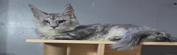 Maine Coon cats for sale: MaineCoon Boy  - Advert 5