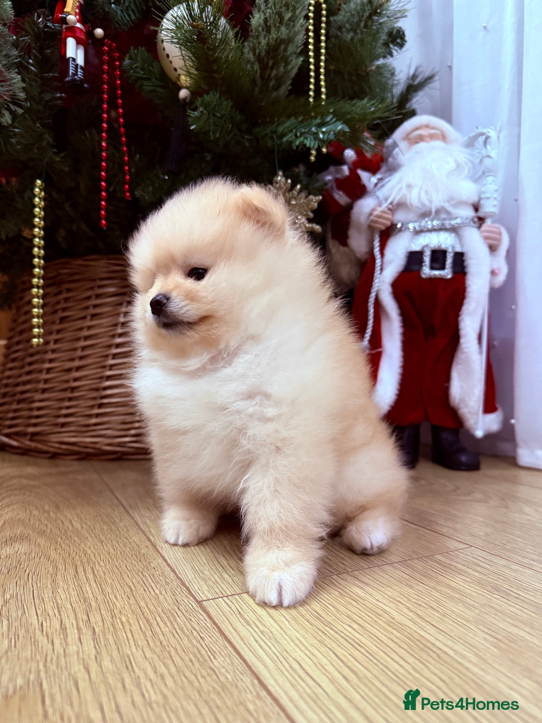 Pomeranian dogs for sale: Beautiful thick coat boy - Advert 2