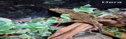 Mixed Breed reptiles for sale: Reptile collection up for sale - Advert 3