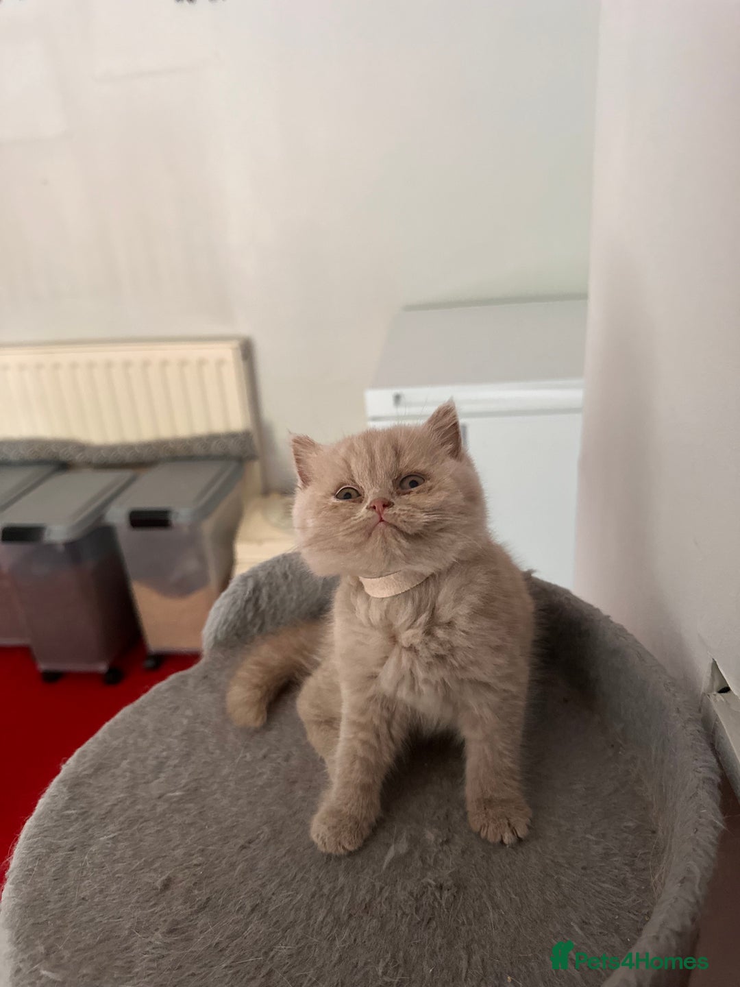 British Shorthair cats for sale: British shorthair kittens  - Image 22