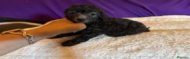 Toy Poodle grey girl