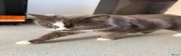 Mixed Breed cats for sale: CUTE LITTLE KITTENS FOR SALE  in Ipswich - Advert 1