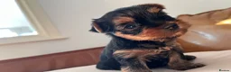 Yorkshire Terrier dogs for sale: KC  miniature Yorkshire terrier puppy girl - Advert 5