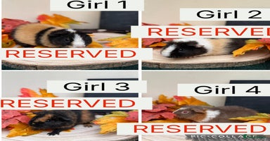 Guinea Pig rodents - Advert 11