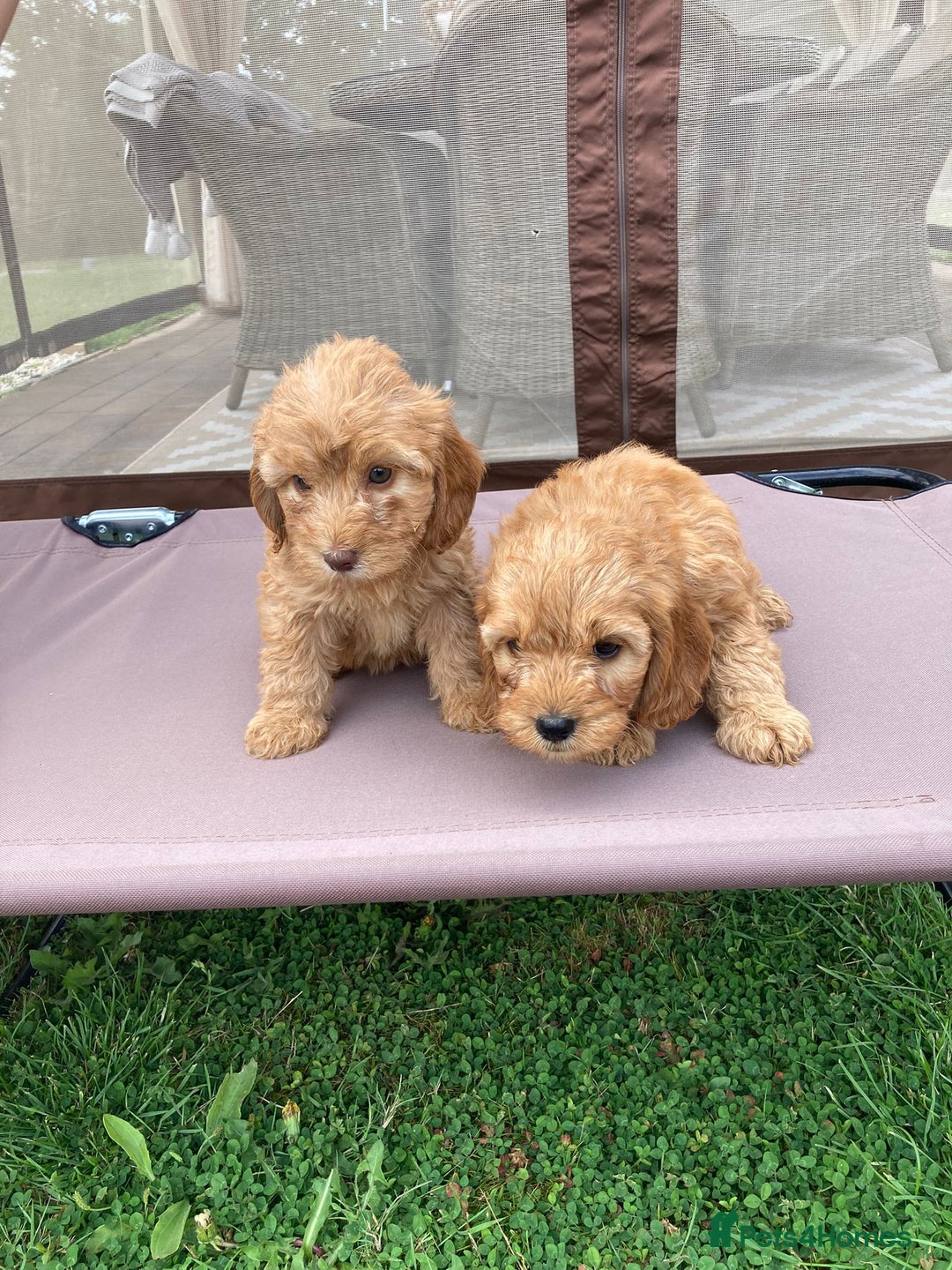 Cockapoo dogs for sale: ⭐️⭐️⭐️⭐️⭐️ F1 apricot Toy Cockapoo Puppies  - Image 5
