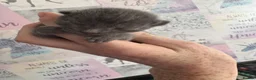 Mixed Breed cats for sale: Last girl looking for forever home - Advert 18