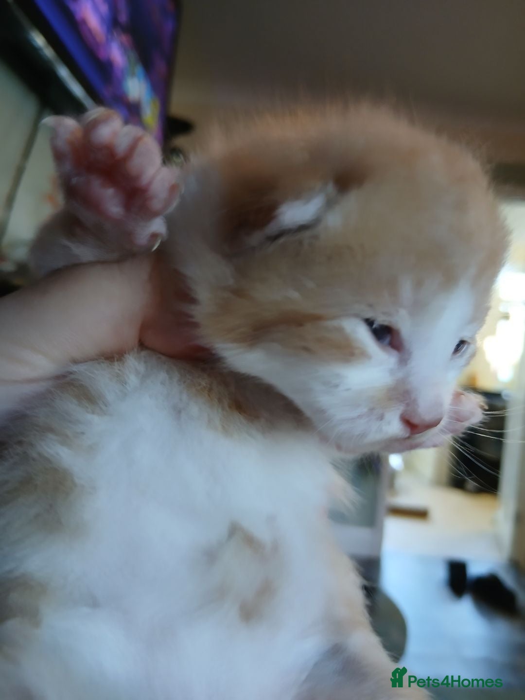 Turkish Angora cats for sale: Fluffy male kitten - Image 8