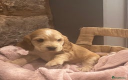 Cocker Spaniel dogs for sale: Kc - Beautiful show type cocker spaniel puppies  - Image 19