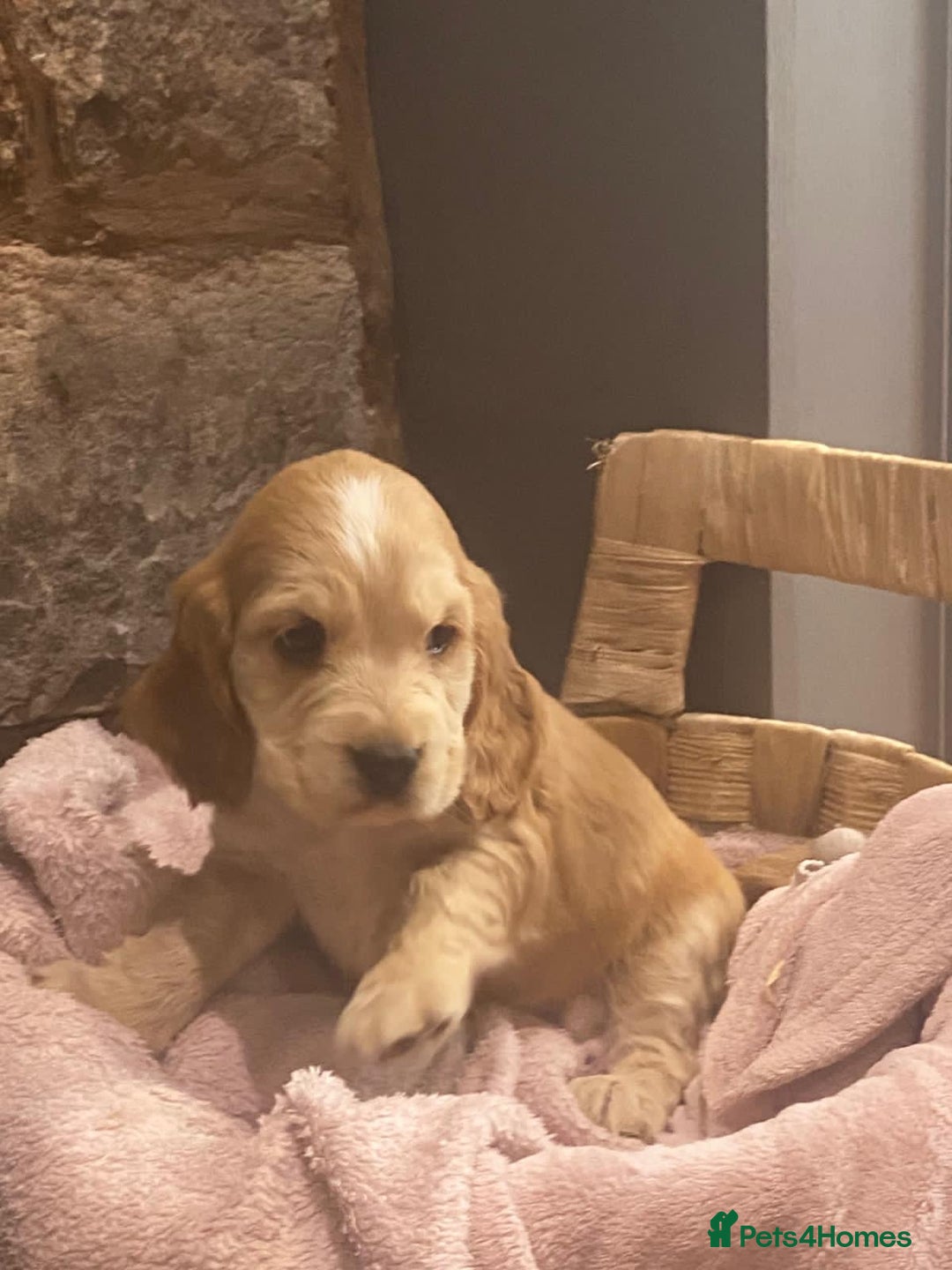 Cocker Spaniel dogs for sale: Kc - Beautiful show type cocker spaniel puppies  - Image 19