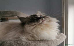 Ragdoll cats for sale: Breeding/show quality Seal Lynx mitted Ragdoll boy - Image 8