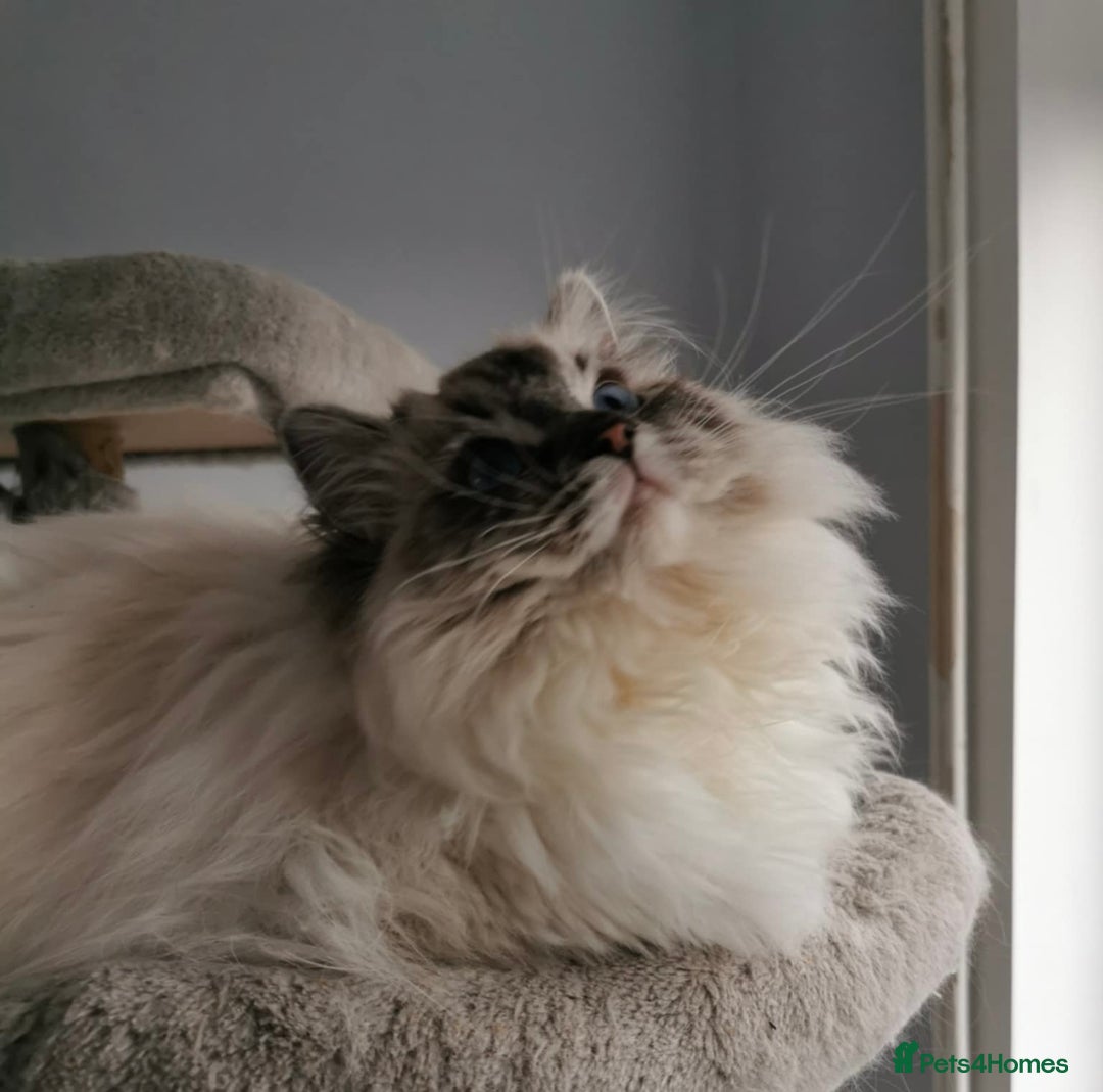 Ragdoll cats for sale: Breeding/show quality Seal Lynx mitted Ragdoll boy - Image 8