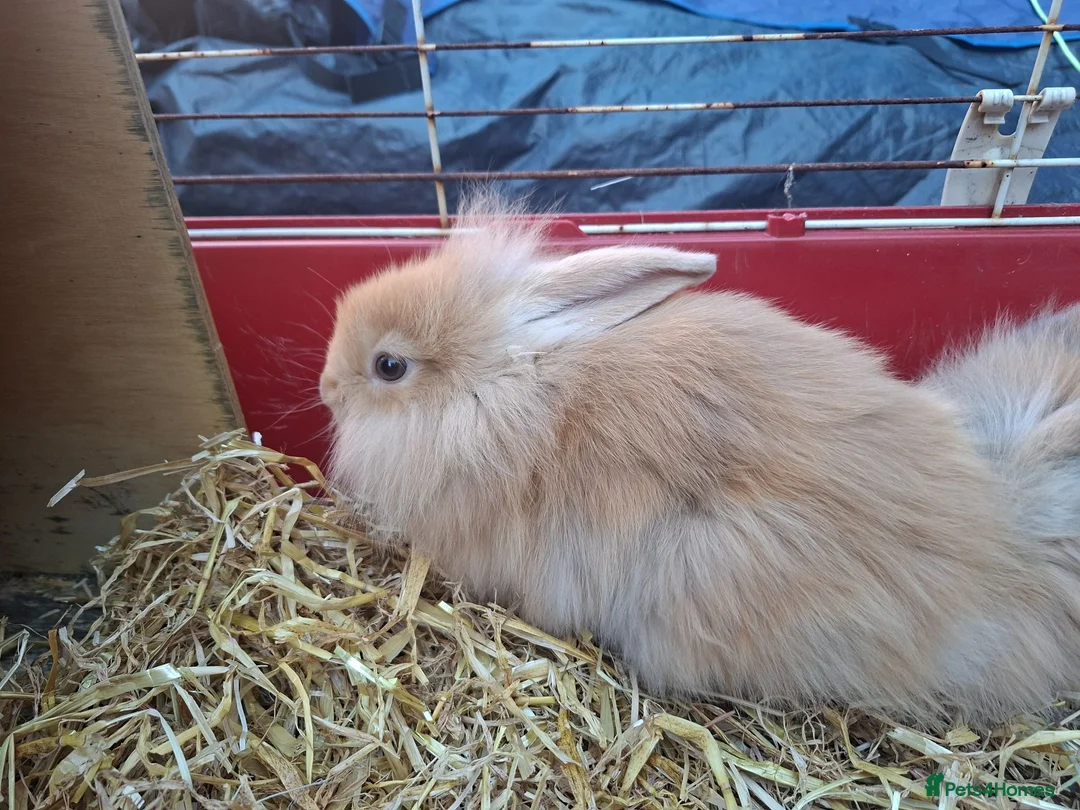 Mixed Breed rabbits for sale: Baby rabbits in Mansfield - Advert 5
