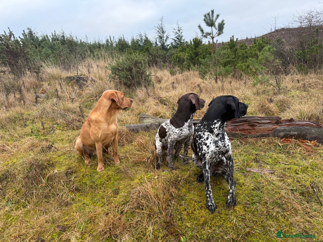 Labrador Retriever dogs for stud: KC reg fully health tested, gorgeous Lab for stud. - Advert 10
