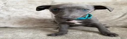 Whippet dogs for sale: I BEAUTIFUL GIRL LEFT READY NOW - Advert 15