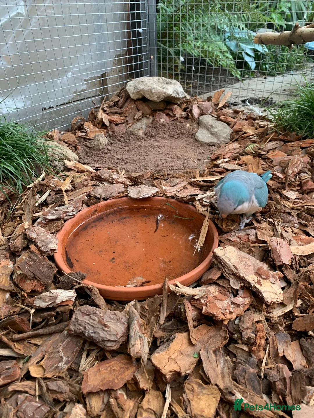 Parakeets birds for sale:  Quaker Parrot & Love Bird pair for sale cage incl - Advert 6