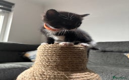 Mixed Breed cats for sale: Beautiful Black & White Kittens  - Image 18