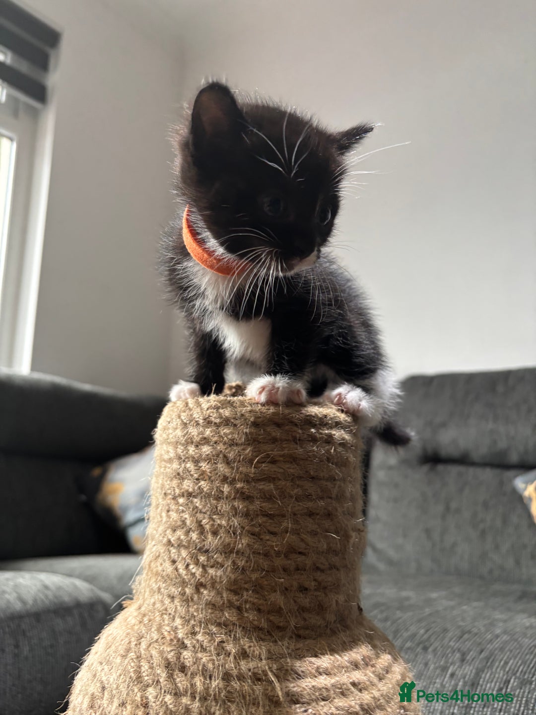 Mixed Breed cats for sale: Beautiful Black & White Kittens  - Image 18