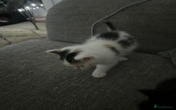 Maine Coon cats for sale: Mainecoon cross kittens - Image 16