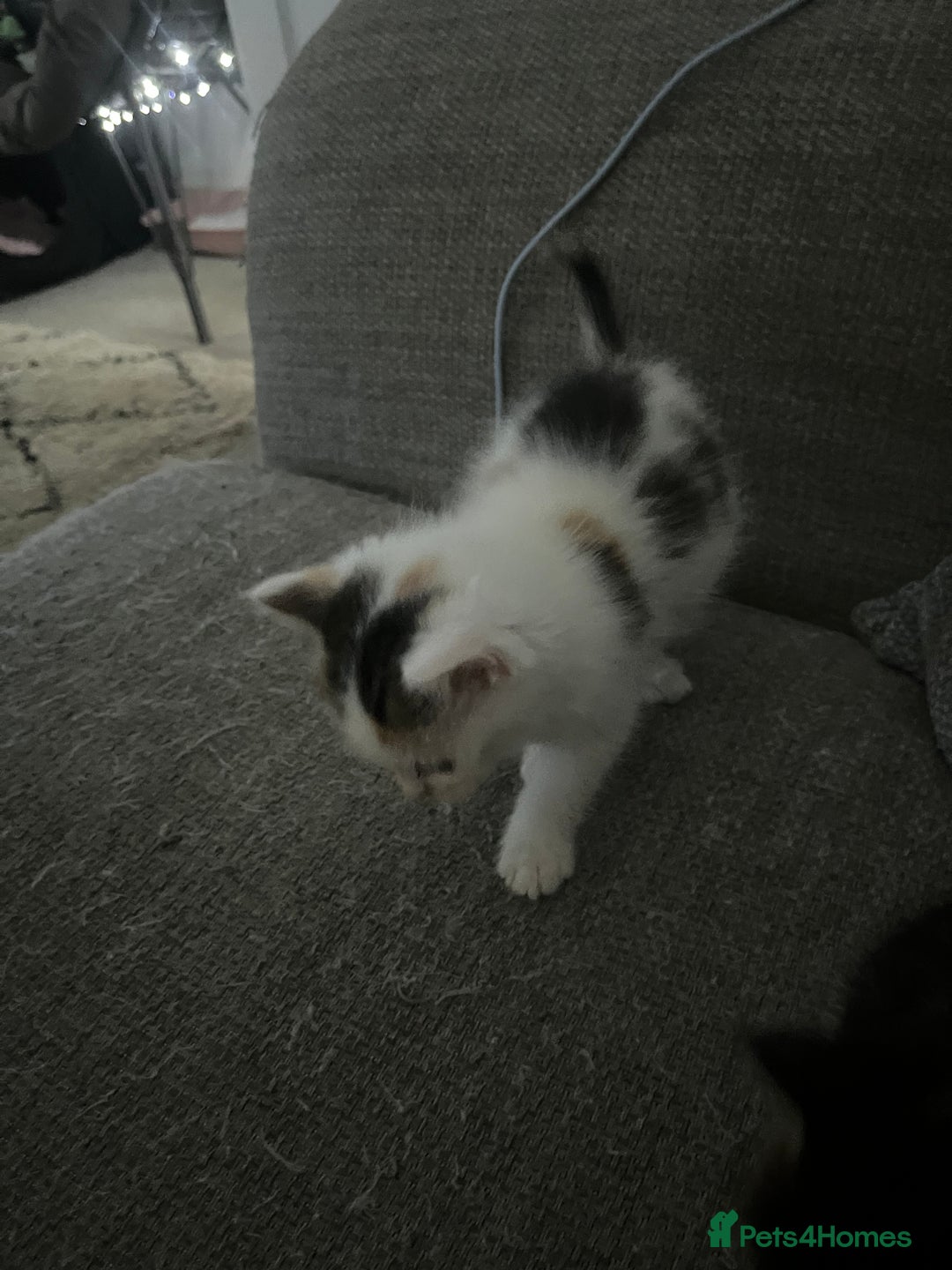 Maine Coon cats for sale: Mainecoon cross kittens - Image 16