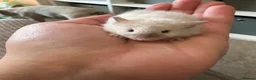 Mouse rodents for sale: Cute male mice for sale - Advert 2