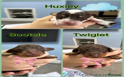 Toy Poodle dogs for sale: Toy poodle girls and boy - Image 7