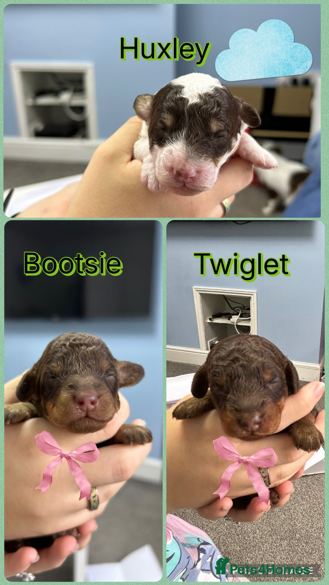 Toy Poodle dogs for sale: Toy poodle girls and boy - Image 7