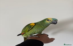 Parrots birds for sale: SILLY TAME HAND REARED BABY BLUE FRONTED AMAZON - Image 5