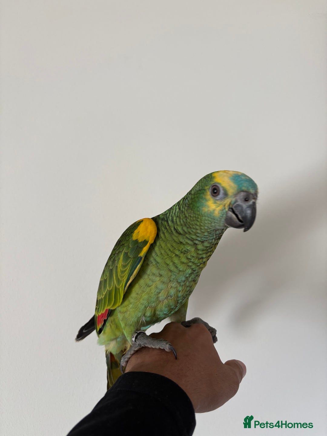 Parrots birds for sale: SILLY TAME HAND REARED BABY BLUE FRONTED AMAZON - Image 5