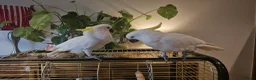 Cockatoo birds for sale: 9-Week-Old Triton Cockatoo Chicks Available - Advert 2