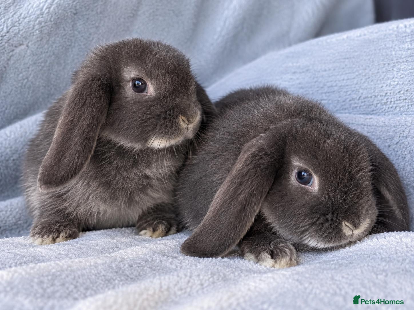 Mini Lop rabbits for sale: 7-week-old Mini Lops looking for new homes - Advert 2