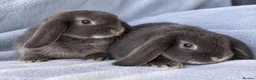 Mini Lop rabbits for sale: 7-week-old Mini Lops looking for new homes - Advert 1