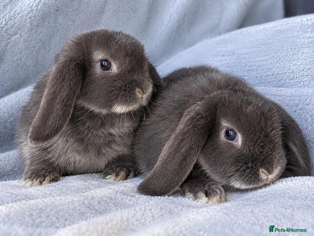 Mini Lop rabbits for sale: 7-week-old Mini Lops looking for new homes - Advert 1