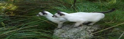 Siamese cats for sale: Adorable Siamese Kittens in Inverness - Advert 22