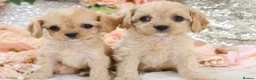 Cavapoo dogs for sale: Health Tested Cavapoo Puppies - Advert 15