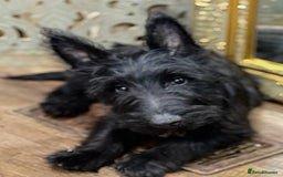 Scottish Terrier dogs for sale: ABSOLUTE CUTENESS Scottish Terrier!! - Image 10