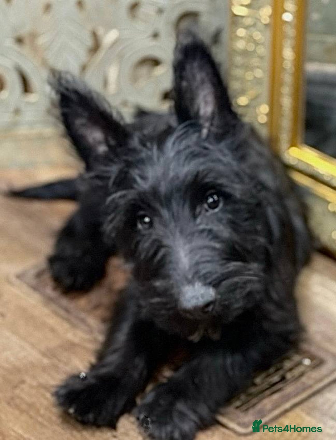 Scottish Terrier dogs for sale: ABSOLUTE CUTENESS Scottish Terrier!! - Image 10