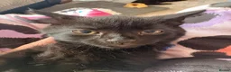 Mixed Breed cats for sale: female short haired kitten  - Advert 2