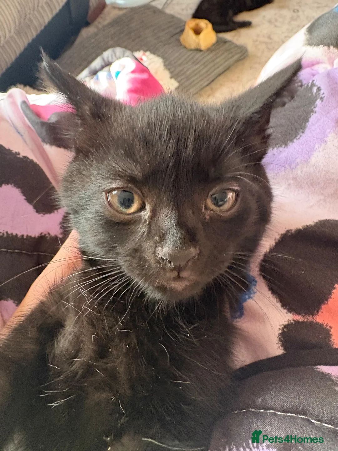 Mixed Breed cats for sale: female short haired kitten  - Advert 2