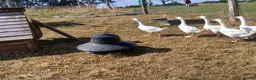 Geese poultry for sale: Embden x toulouse goslings( 3 boys left) - Advert 1