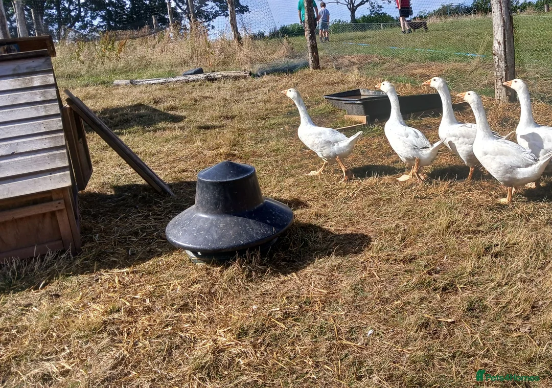 Geese poultry for sale: Embden x toulouse goslings( 3 boys left) - Advert 1