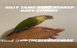Conures birds for sale: 100% SILLY TAME HAND REARED BABY CONURES - Image 3