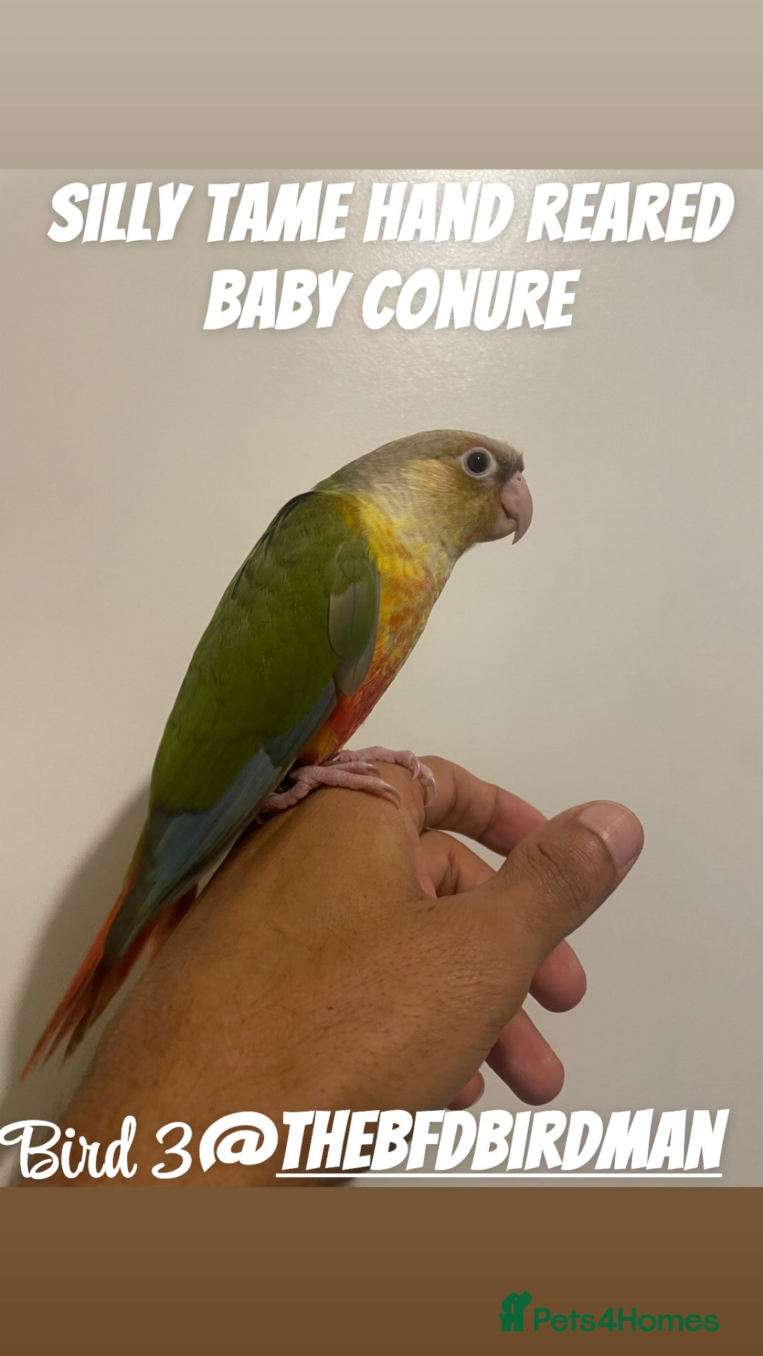 Conures birds for sale: 100% SILLY TAME HAND REARED BABY CONURES - Image 3