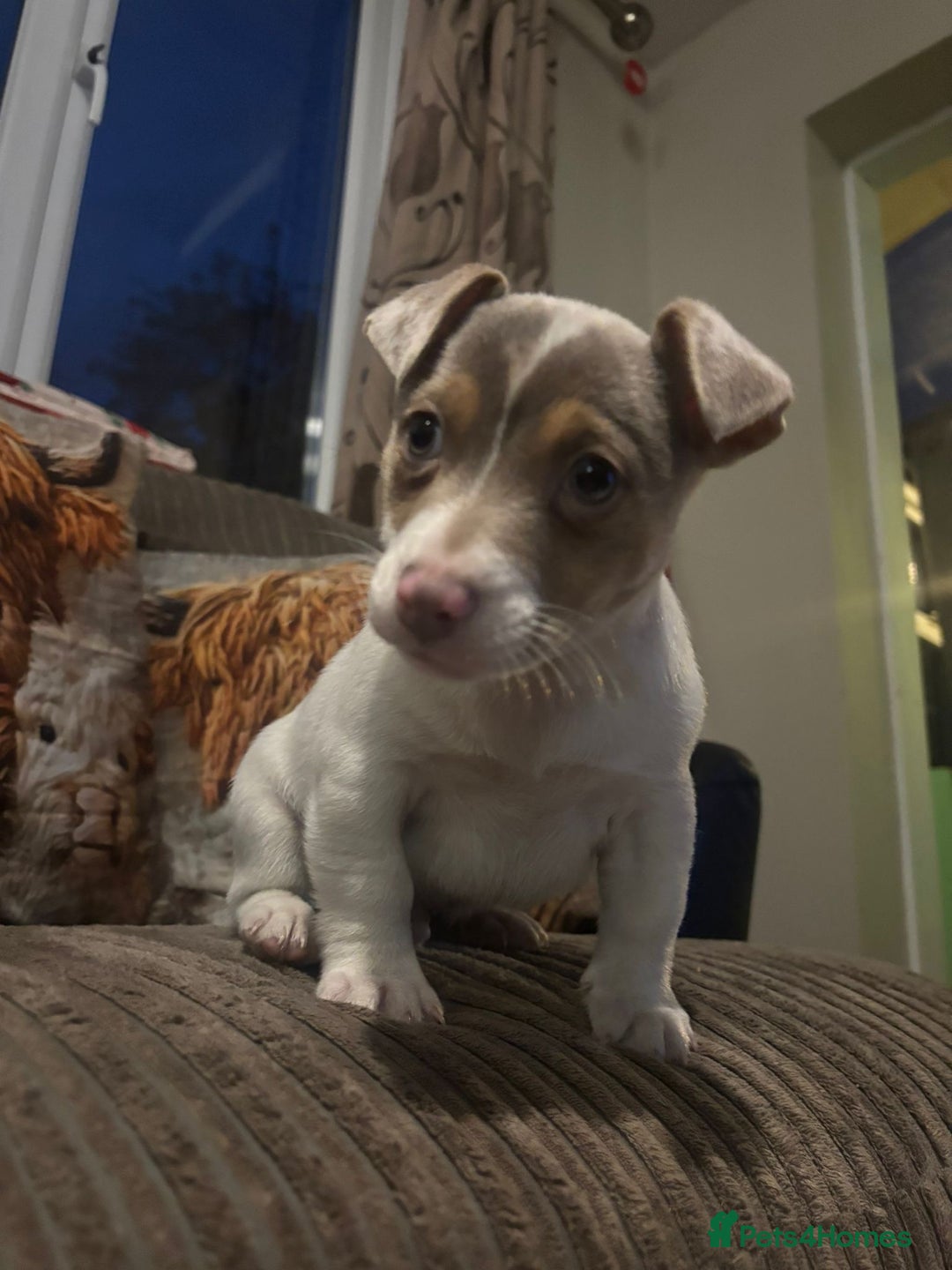 Jack Russell dogs for sale: ONE BOY LEFT smooth Jack Russell puppy - Advert 6