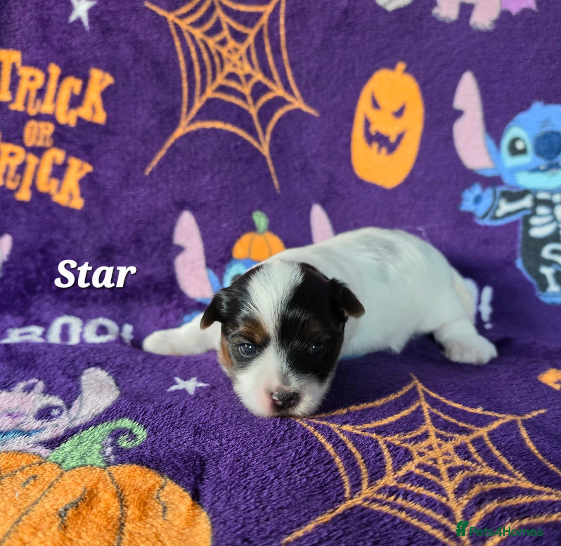 Biewer Terrier dogs for sale: 1 Stunning boy 1 beautiful girl - Advert 1