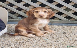 Cocker Spaniel dogs for sale: Gorgeous Chocolate & Sable Show Cocker Pups Ready - Image 38