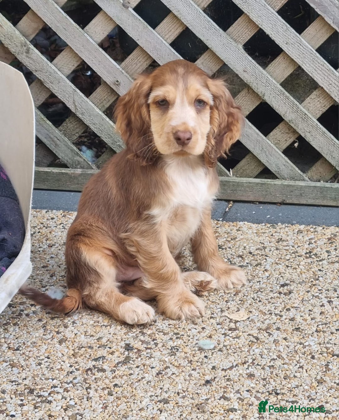 Cocker Spaniel dogs for sale: Gorgeous Chocolate & Sable Show Cocker Pups Ready - Image 38