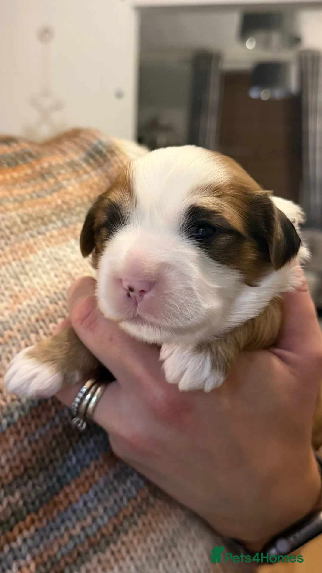 Tibetan Terrier dogs for sale: Kennel club registered Tibetan terrier puppies  - Advert 20