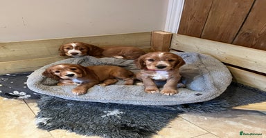 Cocker Spaniel dogs in Emsworth - Advert 12