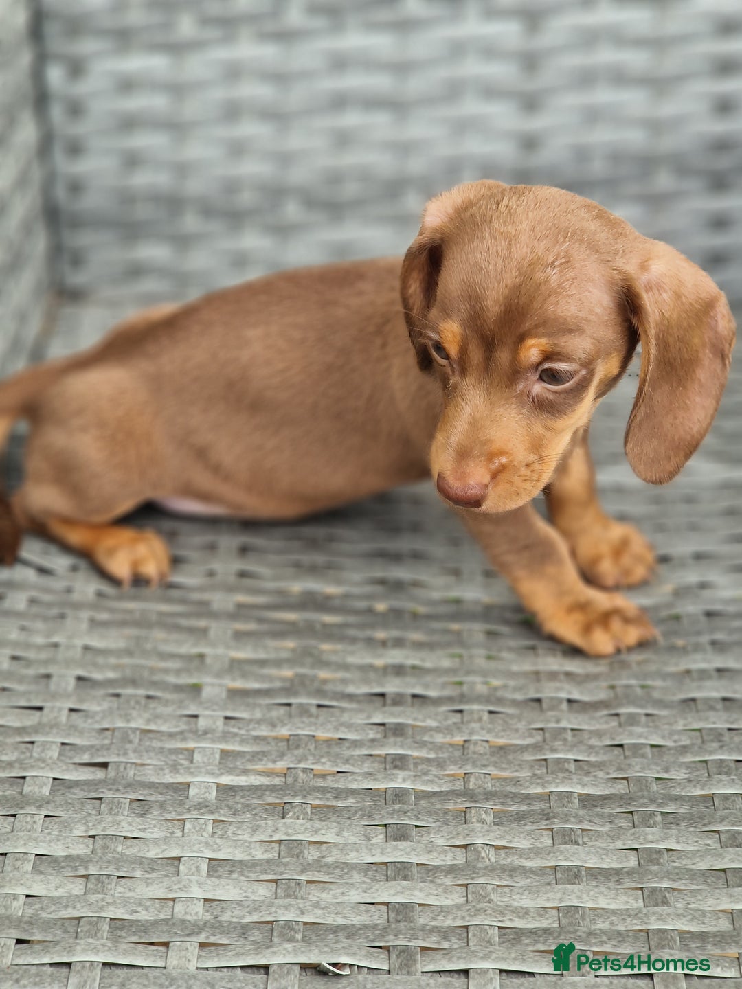 Miniature Dachshund dogs for sale: Miniature dachshund pups - Image 5