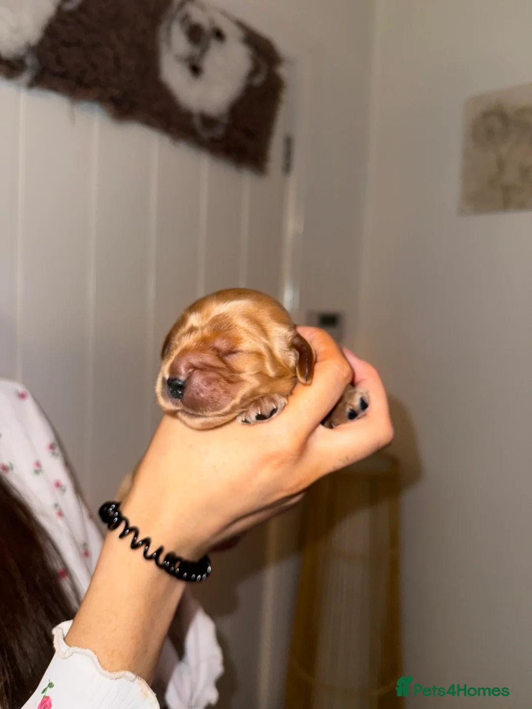 Cocker Spaniel dogs for sale: Show type cocker spaniels - Advert 23